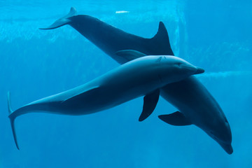 Obraz premium Common bottlenose dolphin (Tursiops truncatus).