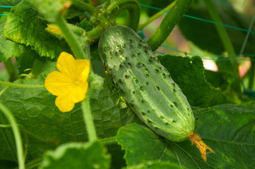 Big growing cucumber in and its flower