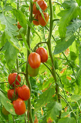 Branch of red tomato on vegetable garden