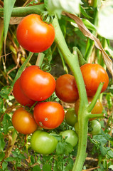 Branch of red tomato on vegetable garden