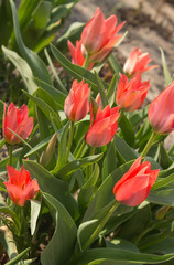 natural photo pink tulips on blurred background (shallow depth of field)