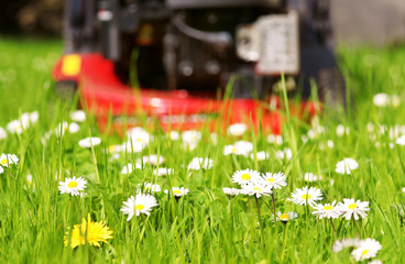 Wiese, Rasen, Gänseblümchen, Rasenmäher, Löwenzahn, Blumenwiese, Copyspace, Gartenarbeit © Johanna Mühlbauer
