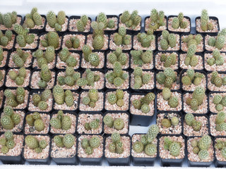 Cactus assortment with different prickly plants in pots