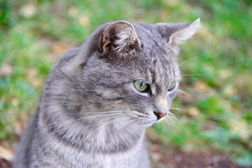 Portrait of a gray cat