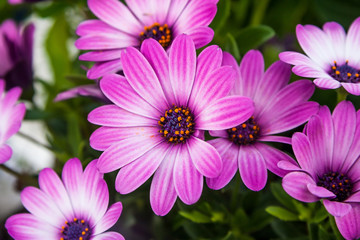 Osteospermum ecklonis, Purple  Daisy