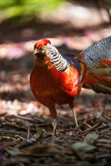 beautiful male golden pheasant portrait