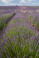 Provence, blossoming purple lavender field at Valensole France