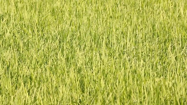 Close up green rice field in wind from central of Thailand