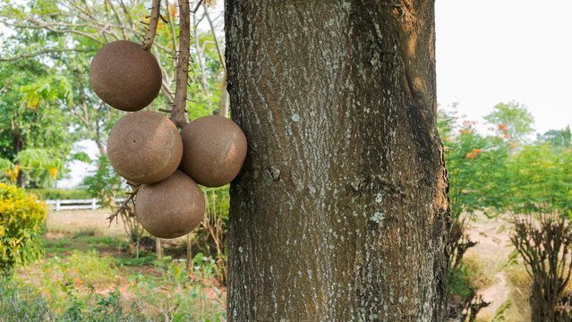 Cannonball tree