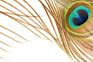 Obraz premium Peacock feather close up view