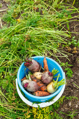 Blue bucket with vegetables on grass