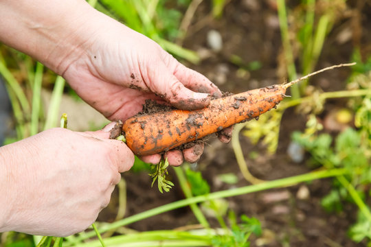 Female hand holding young carrot