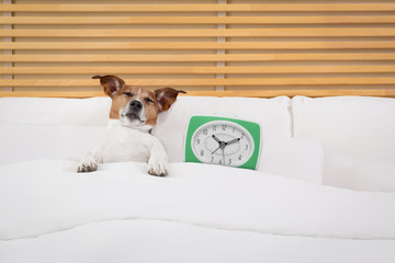 dog in bed