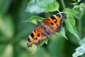 beautiful orange butterfly sitting on a green leaf