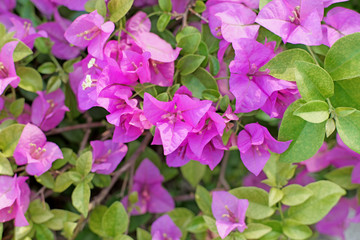 bougainvillea hybrida or paper flower