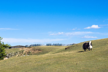 Yak se promenant  en Mongolie