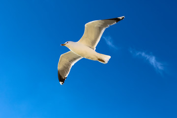 Möwe fliegt am blauen Himmel entlang