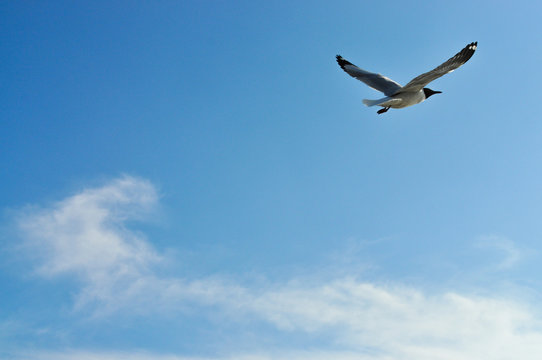 Flying birds in blue sky background