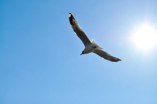 Flying birds in blue sky background