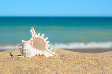 Fototapeta na wymiar Shell in sand on the sea side