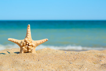 Fototapeta na wymiar Starfish in sand on the sea side