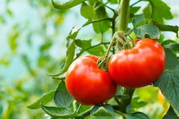 Fotobehang Ripe tomato cluster in greenhouse © Szasz-Fabian Jozsef