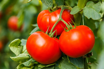 Ripe tomato cluster in greenhouse - obrazy, fototapety, plakaty
