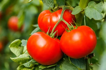 Fotobehang Ripe tomato cluster in greenhouse © Szasz-Fabian Jozsef