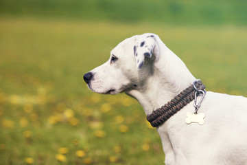 Aufmerksamer Hund im Profil