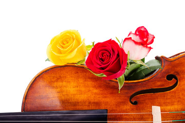 Flowers on violin