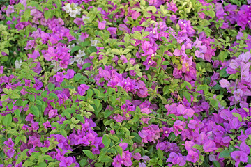 bougainvillea hybrida or paper flower