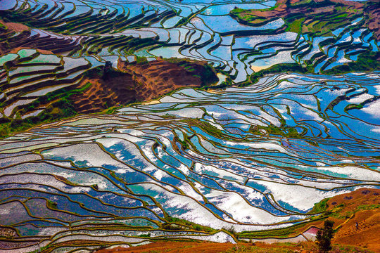 Flooded rice fields in South China