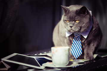Obraz premium Biznesowy kot