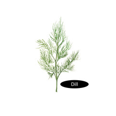 Watercolor dill isolated on white background - 108789450