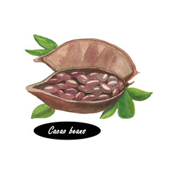 Watercolor fresh cocoa (cacao) beans on a bean pod isolated - 108789465