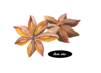 Watercolor anise star illustration isolated on white background. Hand drawn sketch. Series of ingredients for cooking. Herb spices. Aromatherapy. Natural cosmetics. Closeup star anise seeds. - 108789490