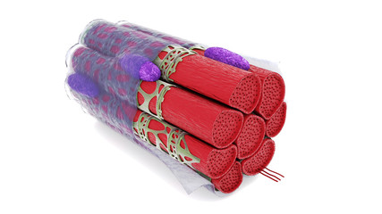 the muscle fiber, muscle, muscle tissue on a white background isolate.
