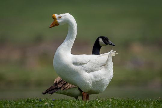 White swan goose with Canadian goose standing on grassy pond bank