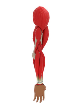 muscle structure of a human hand, hand muscles, anatomy, white background isolate. 3d render.