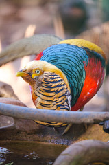 golden pheasant in the nature of the country.
