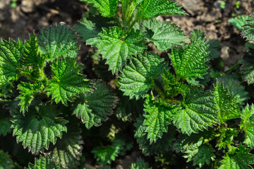 Fototapeta premium Young shoots of nettle