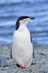 Chinstrap penguin