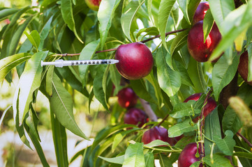 Peach with a syringe stuck