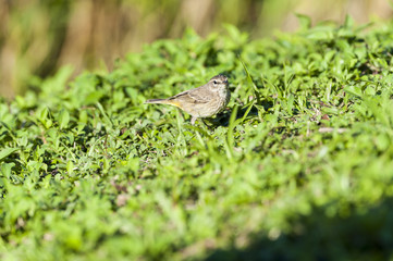 Palm Warbler pauses during foraging