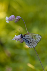 photo of butterfly on flowers. Selective focus