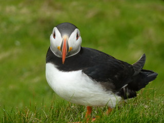 Papageitaucher (Puffin) blickt in die Kamera