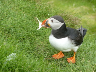 Papageitaucher (Puffin) mit Feder im Schnabel