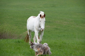 Obraz premium fang mich, Hütehund läuft von Pferd weg