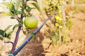 green apple on its shaft with irrigation blcak pipe