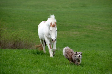 Obraz premium chasing horse, shepherd dog is running away from a horse